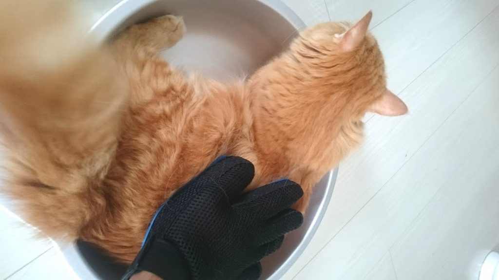 ペットグルーミング用手袋で実際に猫を撫でながらブラッシングしてみる。